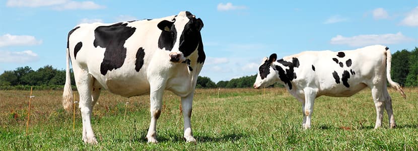 Nuevo aditivo para reducir las emisiones de metano en vacas lecheras