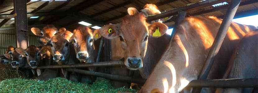 Catálogo genético de la microbiota ruminal bovina