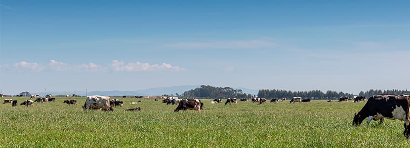 Aumento de las entregas de leche durante 2020