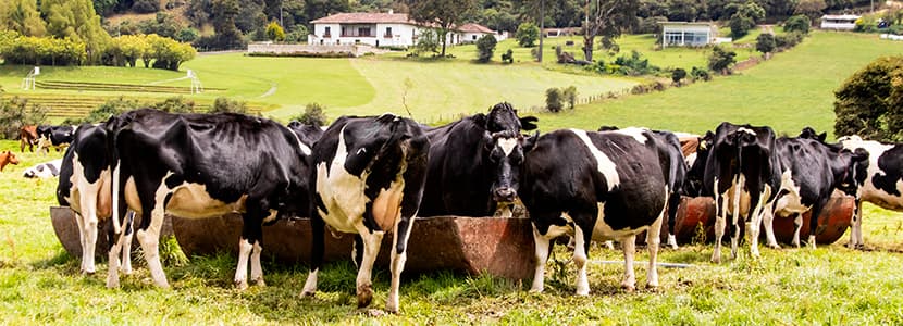 Fedegán propone el sello 100% leche colombiana para productos lácteos