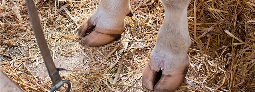 Claves de la podología bovina