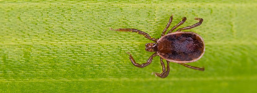 La saliva de las garrapatas suprime la respuesta inmunológica en el ganado
