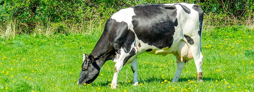 Grasas protegidas en la alimentación de rumiantes