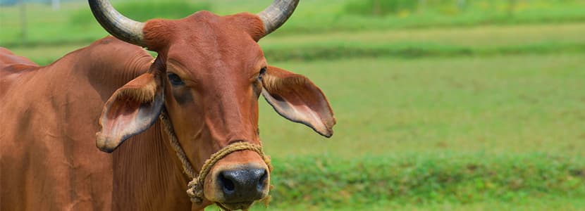 Los doce principios generales de la higiene de la carne