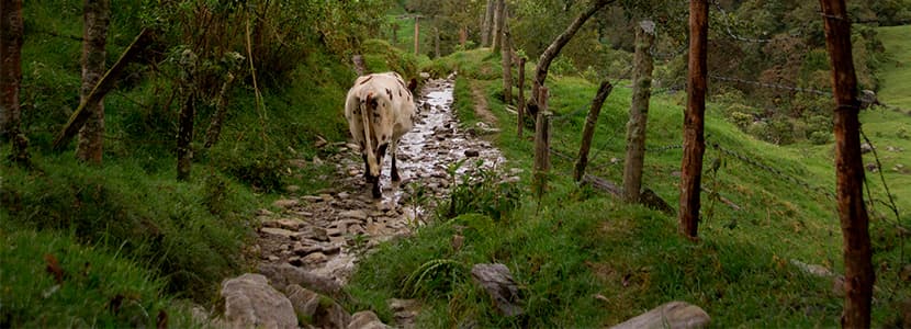 Fedegán dirigirá el Consejo Nacional Lácteo (CNL)
