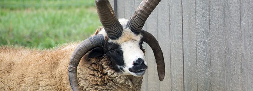 El misterio de las cabras y ovejas con cuatro cuernos