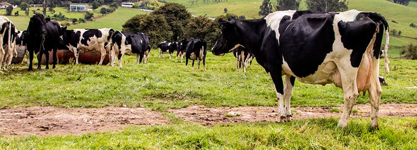 Pactos por la seguridad alimentaria en Bogotá y Cundinamarca