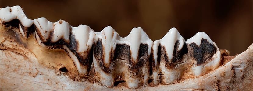 ¿Cómo es la dentadura del ganado bovino?