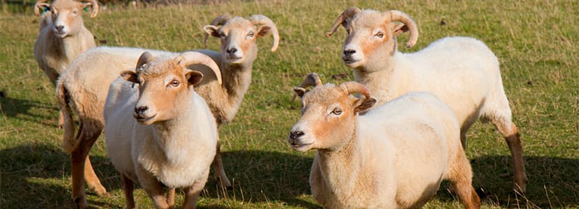 Las ovejas pueden infectarse con dos serotipos de lengua azul simultáneamente