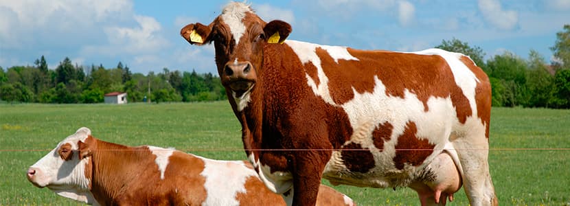Consejos para optimizar la fertilidad de las vacas lecheras