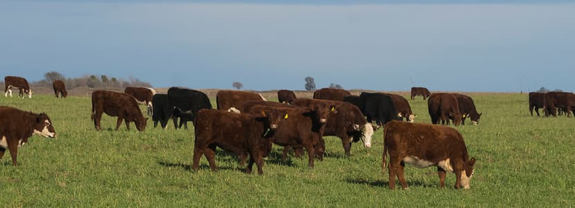 Nuevo presidente del Instituto de Promoción de la Carne Vacuna Argentina