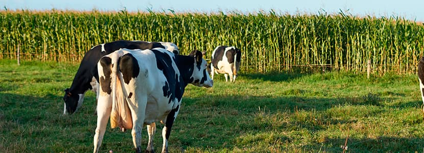 Galicia y Asturias ya están libres de la tuberculosis bovina