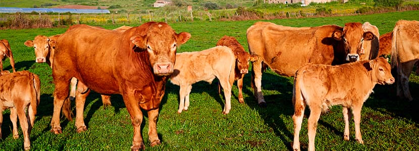 Extremadura ha alcanzado el reconocimiento de zona libre de lengua azul