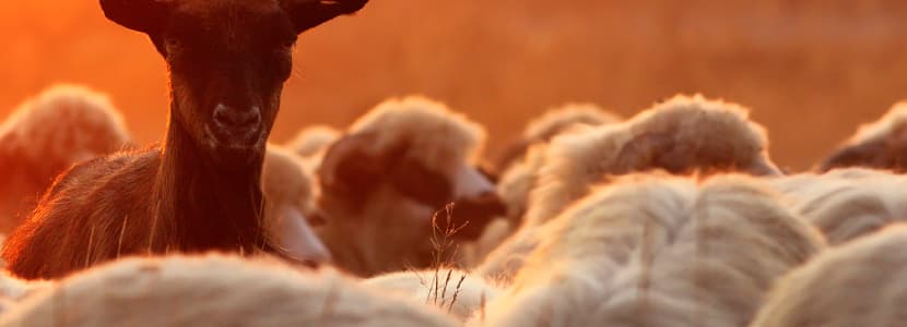 Lenguas fetales: nuevo método de muestreo para el diagnóstico de abortos en peq. rum.