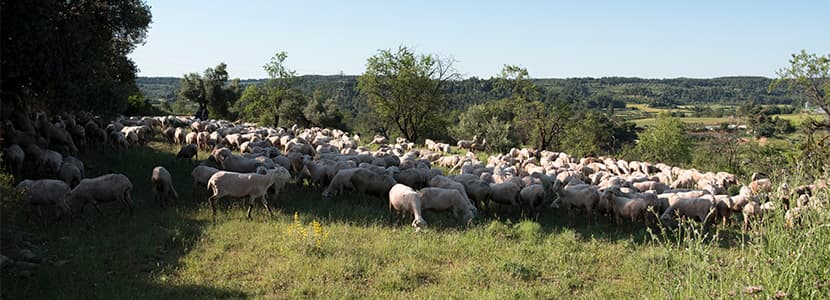 Proyecto TerGenOvi: variantes génicas asociadas a prolificidad en el ganado ovino