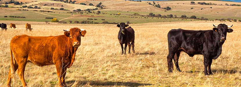 Castilla y León ya es oficialmente libre de brucelosis bovina
