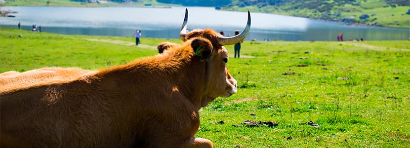 Precio en origen del vacuno de carne en pérdidas