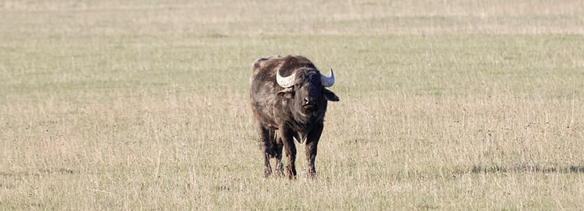 Producción de ganado bubalino en Colombia en aumento