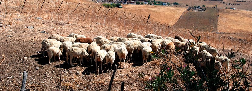Tuberculosis poliresistente a antimicrobianos, un caso enzoonótico