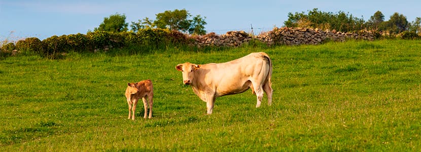Cantabria será región libre de brucelosis bovina proximamente