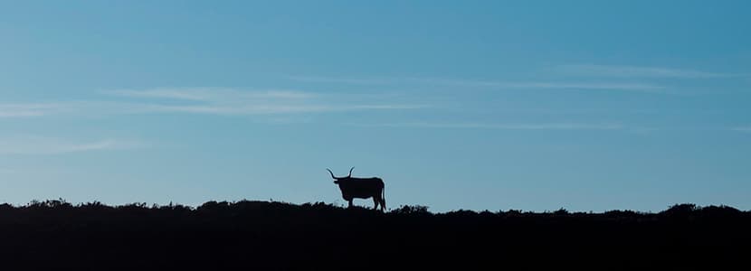 Galicia destinará ayudas para el fomento de sus razas autóctonas