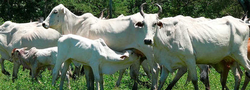 Bolivia ha bloqueado la exportación de carne bovina