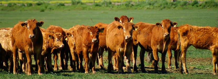 Caso clínico: hepatitis abscesificante en una vaca adulta
