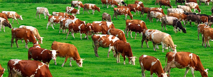 Suspensión de la Feria Agroganadera y Agroalimentaria de Los Pedroches