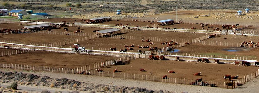 INTA ha desarrollado una báscula inteligente para el pesaje del ganado
