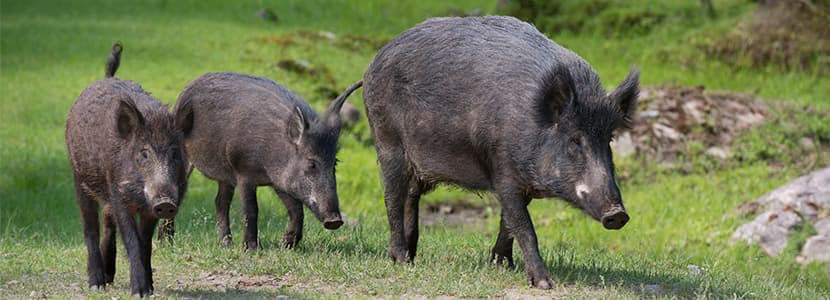 Protocolo para proteger al ganado frente a patógenos de la fauna silvestre