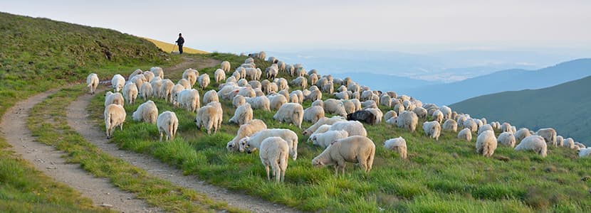 Homenaje de la OCV a los veterinarios el 22 de abril