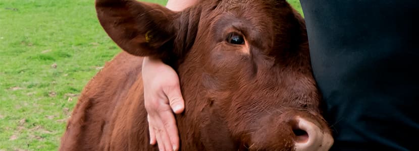 Humanos y bovinos compartimos genes de agresividad