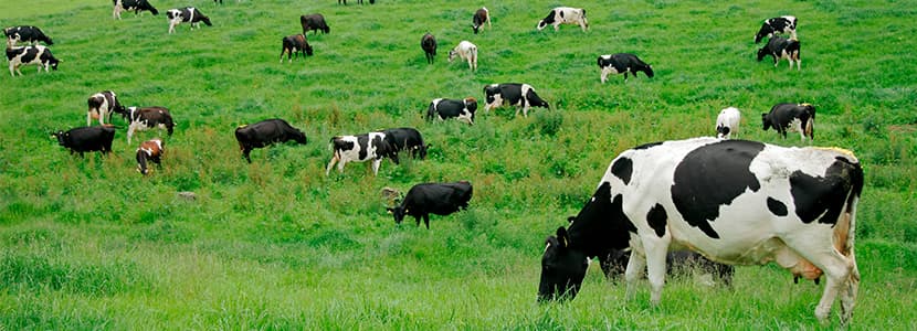 Premios al Bienestar Animal 2021 de la Asociación Mundial Veterinaria