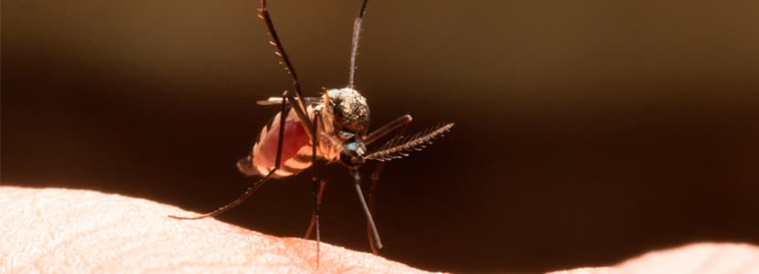 Continúa la expansión de la fiebre del Valle del Rift por África