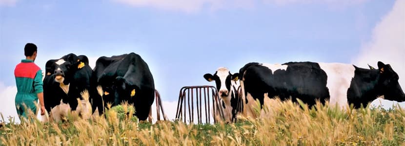 Los ganaderos de vacuno de Cobadu, sobresaliente en Bienestar Animal