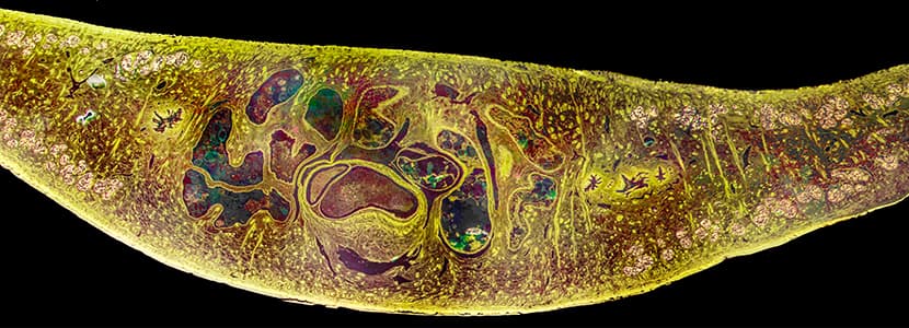 Proyecto Paragone: una vacuna contra Fasciola hepatica