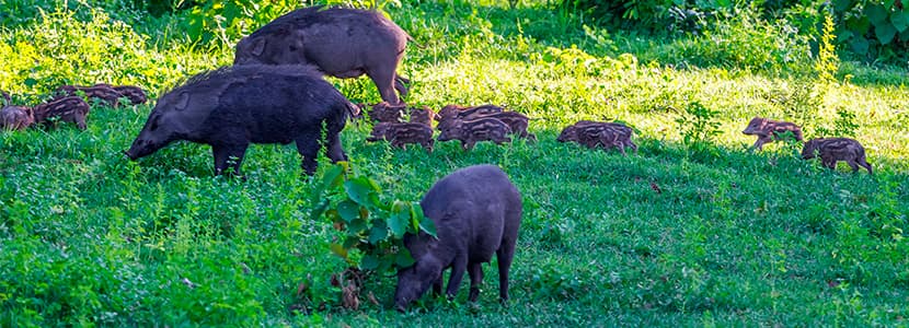Uso compartido de piedras de sal entre fauna y ganado: un riesgo epidemiológico menor