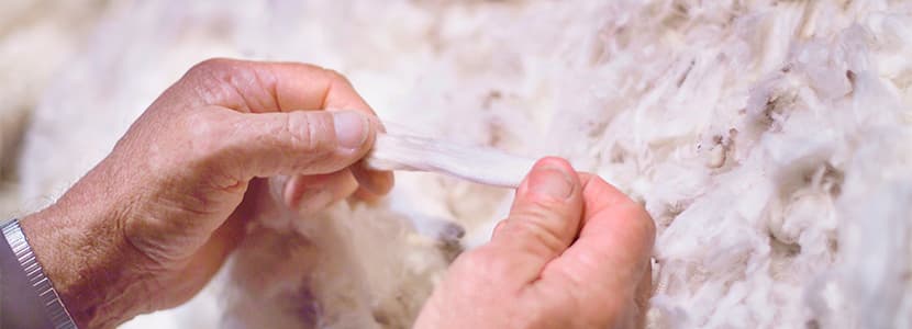 La lana española: calidad y características de la lana de Merino