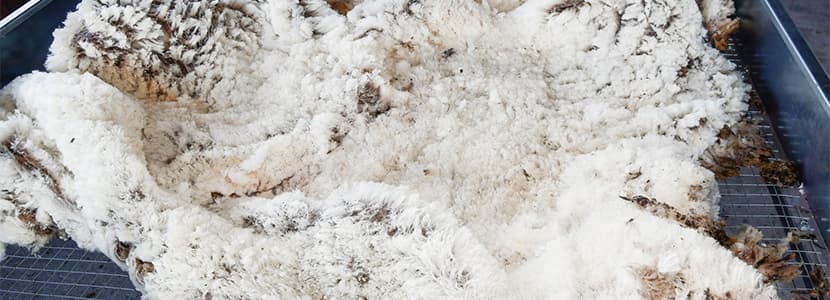 Jornadas de esquila en la Ganadería de Merino Joaquín Ortiz