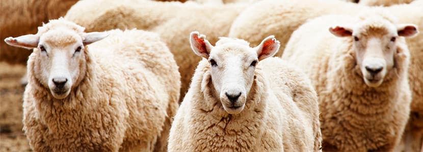 Coccidiosis en ovino: Boletín de preguntas y respuestas