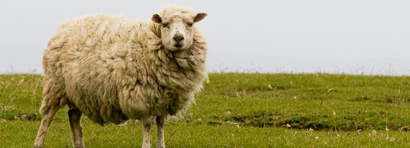 Mastitis por Mannheimia haemolytica en el ganado ovino