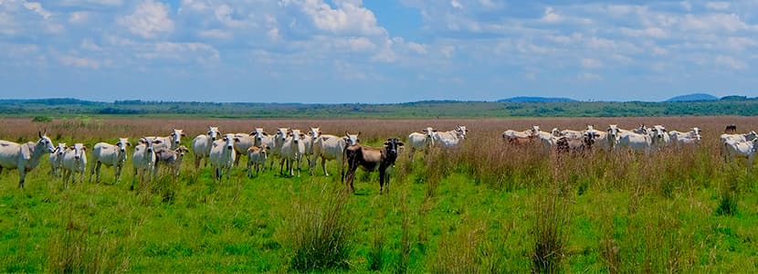 Récord de exportaciones cárnicas en Paraguay