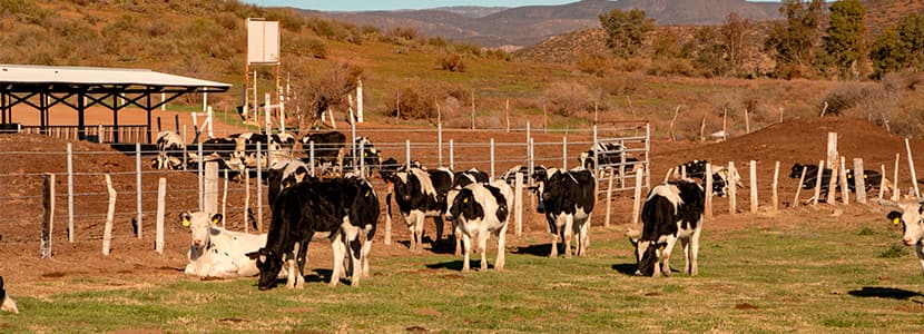 Campo Vivo se asocia con una cooperativa para lanzar una nueva marca de lácteos orgánicos