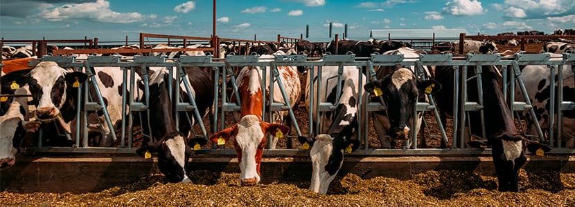 Acidosis ruminal subaguda, ¿qué riesgos entraña?