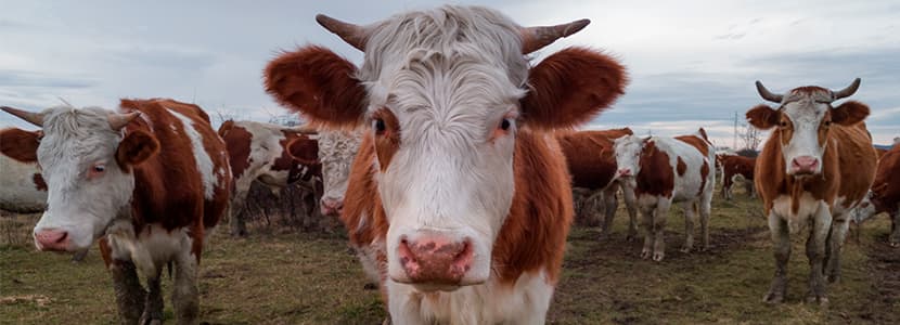 Un informe indica la tendencia a la baja del uso de antibióticos en el sector animal