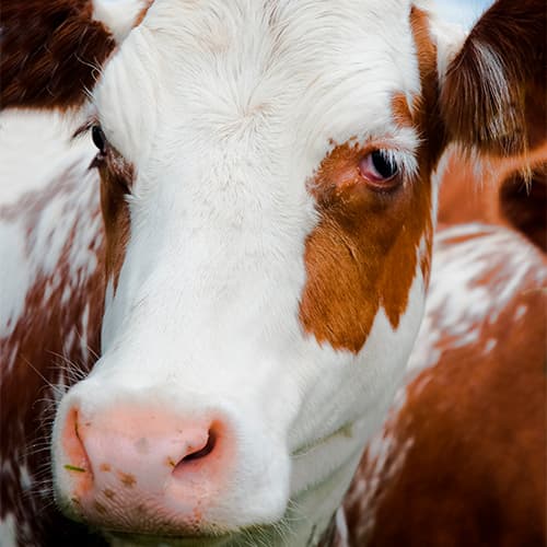 Bienestar animal en vacuno lechero: conceptos y principios