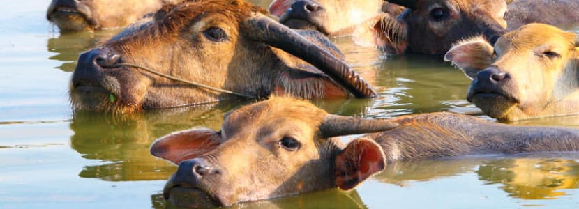 El búfalo de agua: presente y futuro