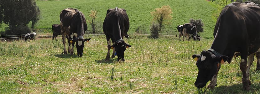 SAT Can Roger, Leche Ecológica del Vallés