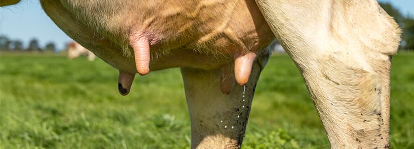 Evaluación de los probióticos para el control de la mastitis bovina