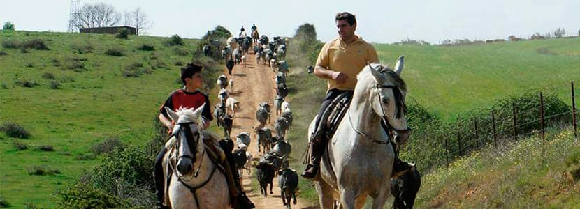 La raza Morucha